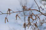 Eastern hophornbeam